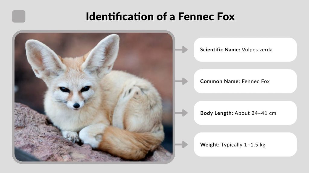 Identification of a Fennec Fox