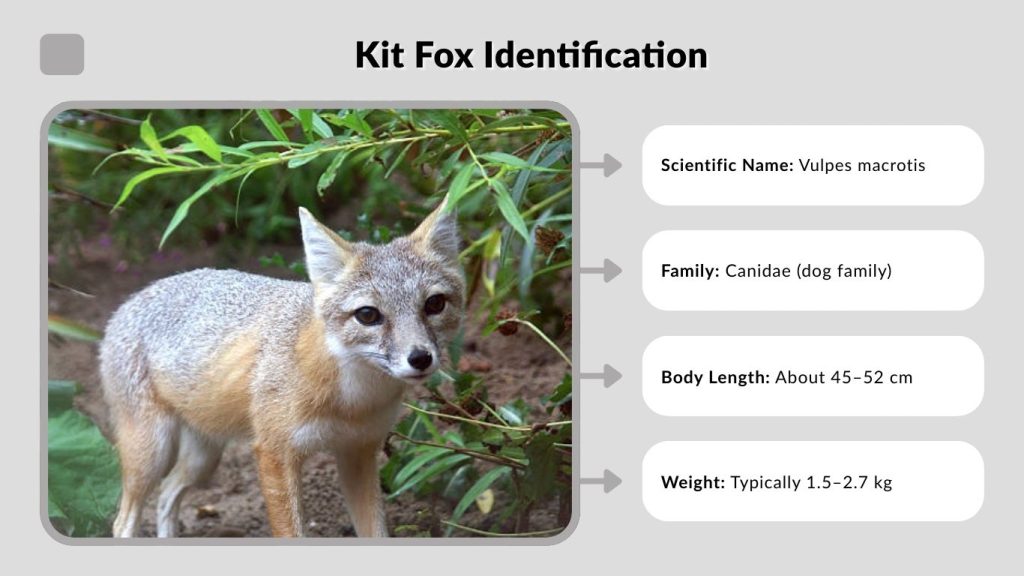Kit Fox Identification