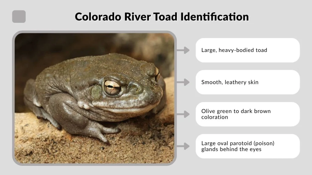 Colorado River Toad Identification