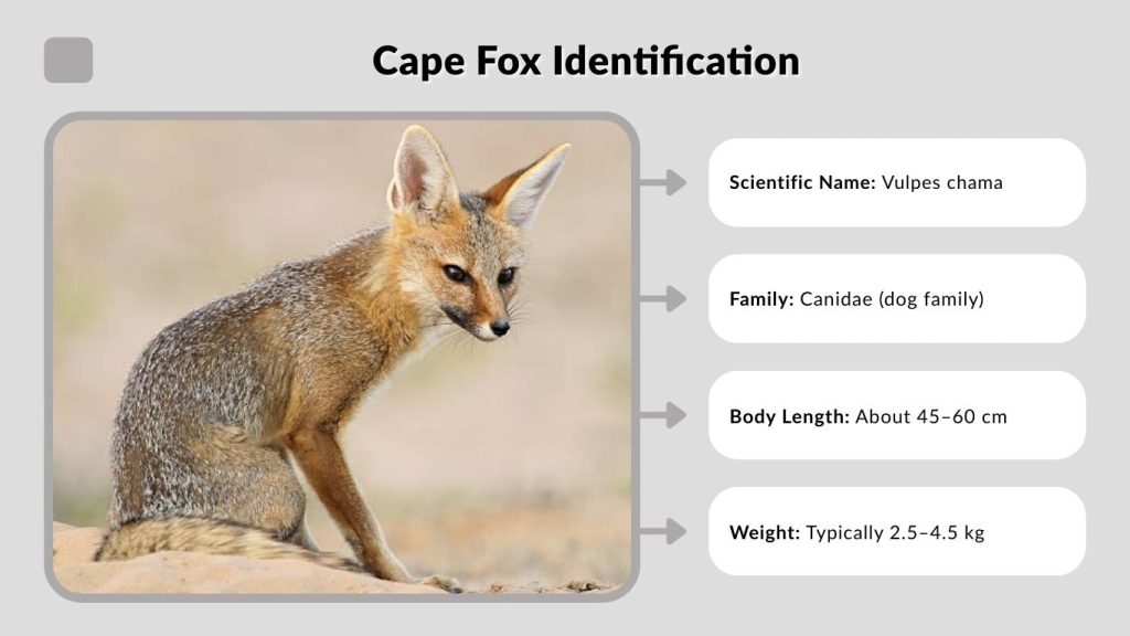 Cape Fox Identification