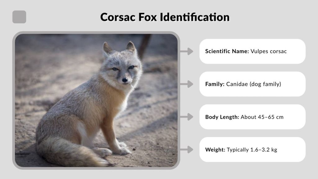 Corsac Fox Identification