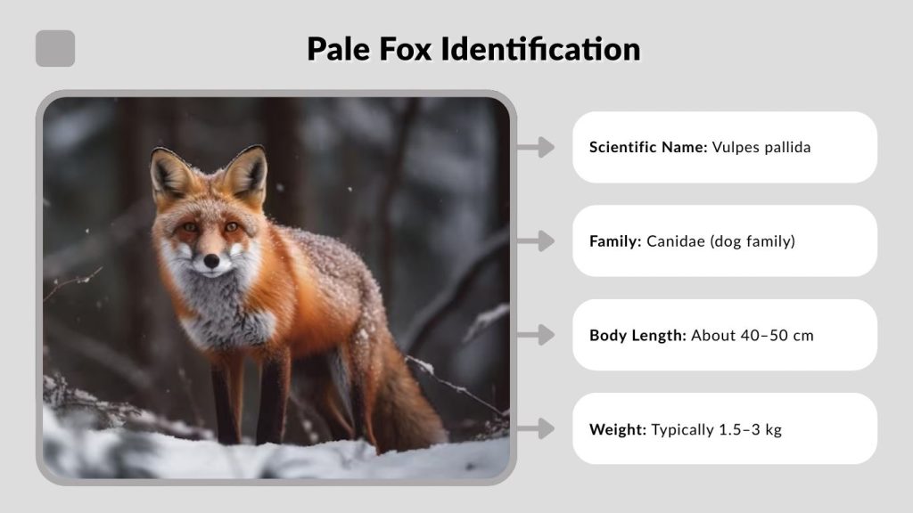 Pale Fox Identification