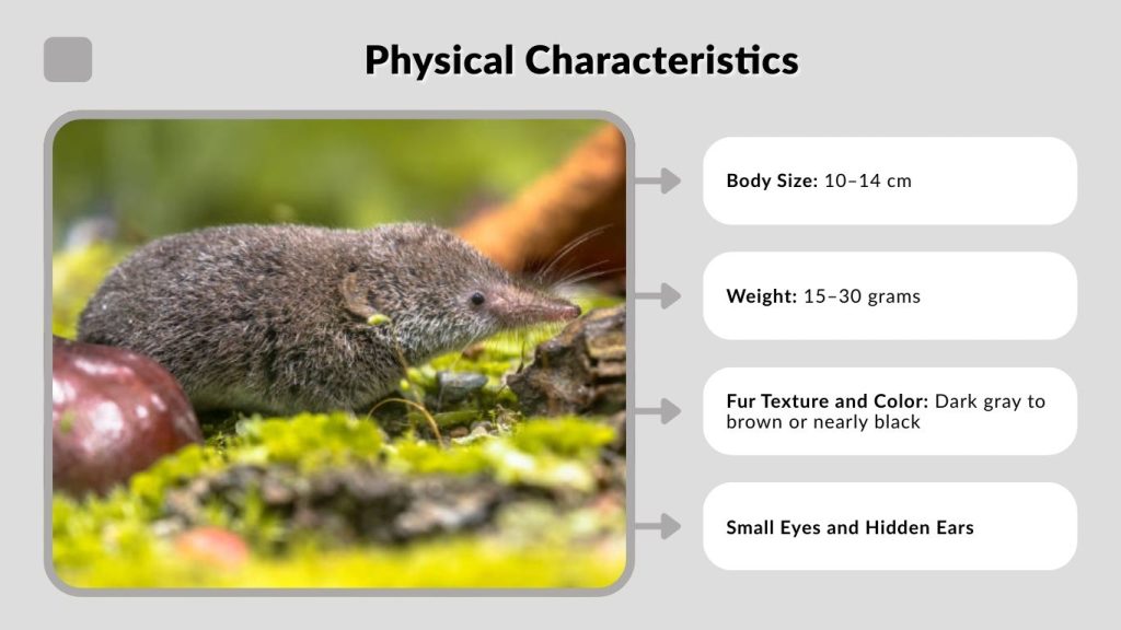 Physical Characteristics