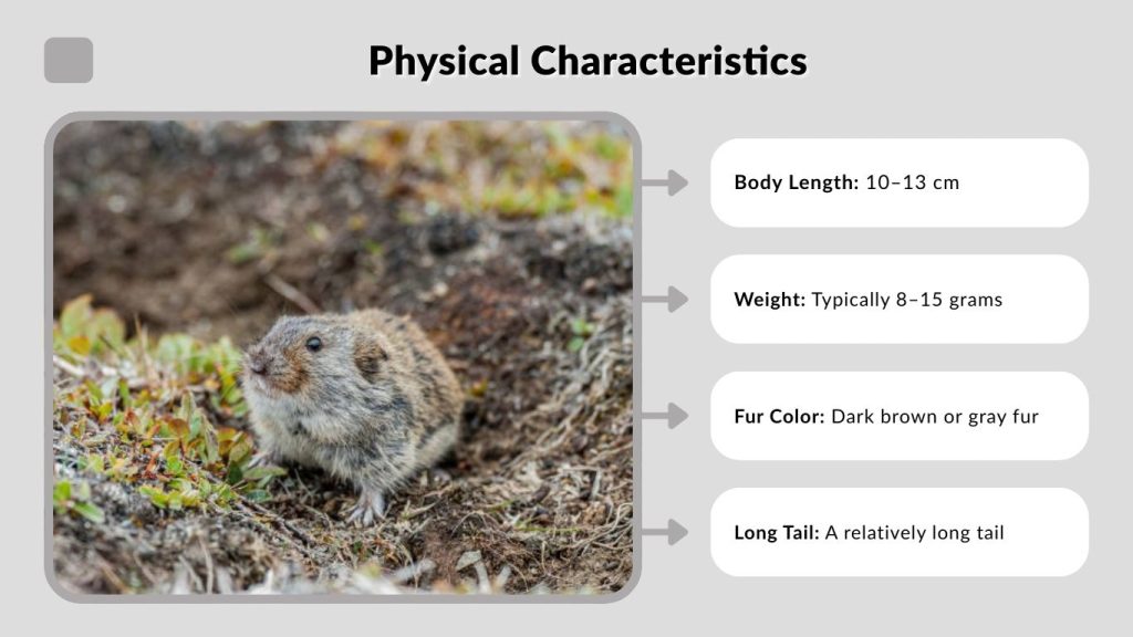 Physical Characteristics