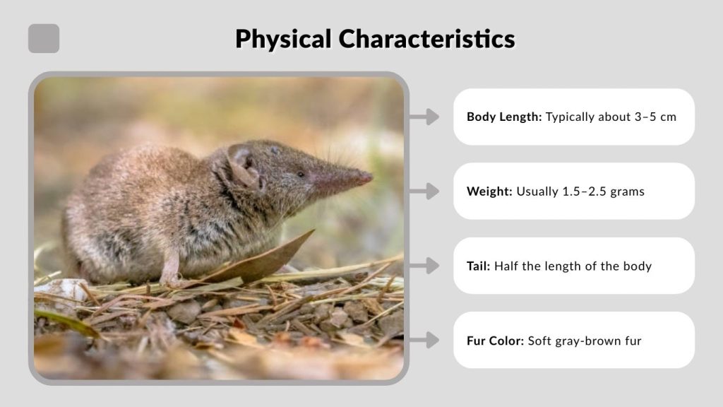 Physical Characteristics