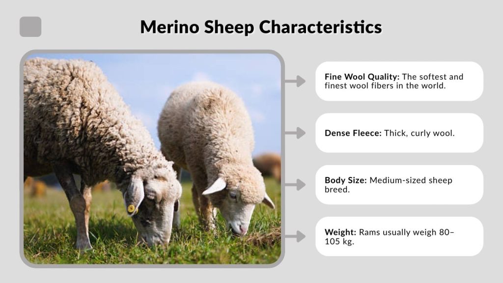 Merino Sheep Characteristics