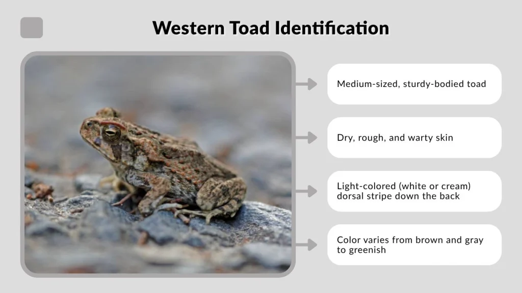 Western Toad Identification