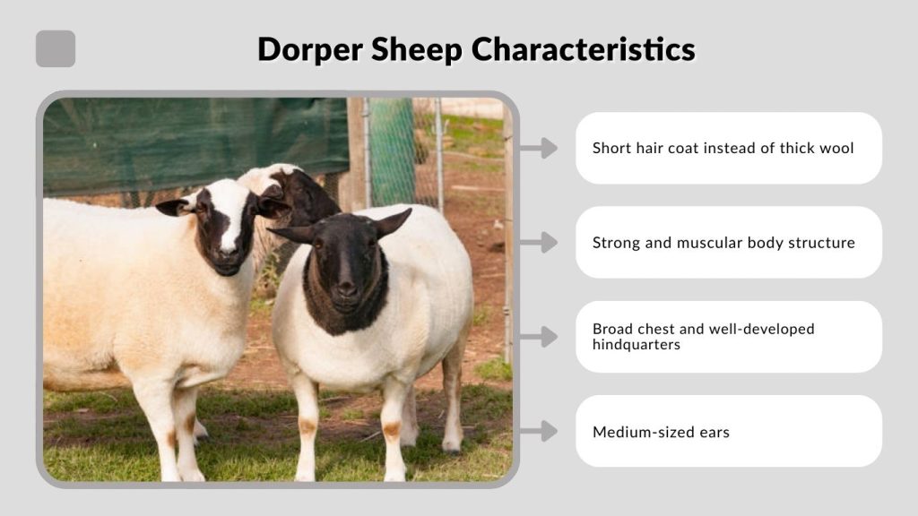 Dorper Sheep Characteristics