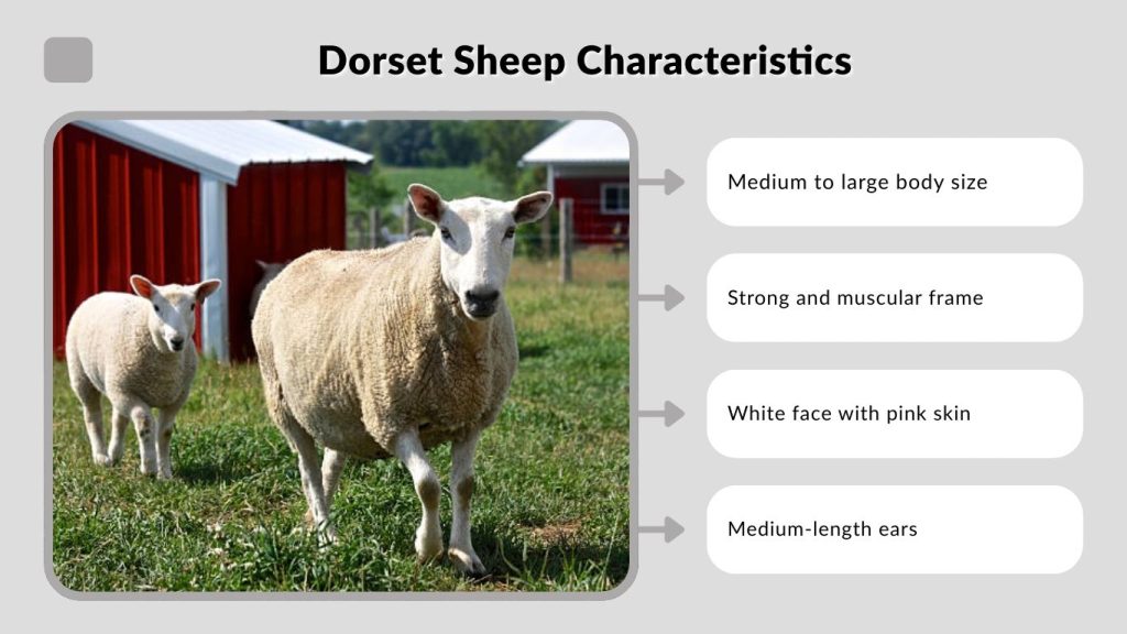 Dorset Sheep Characteristics