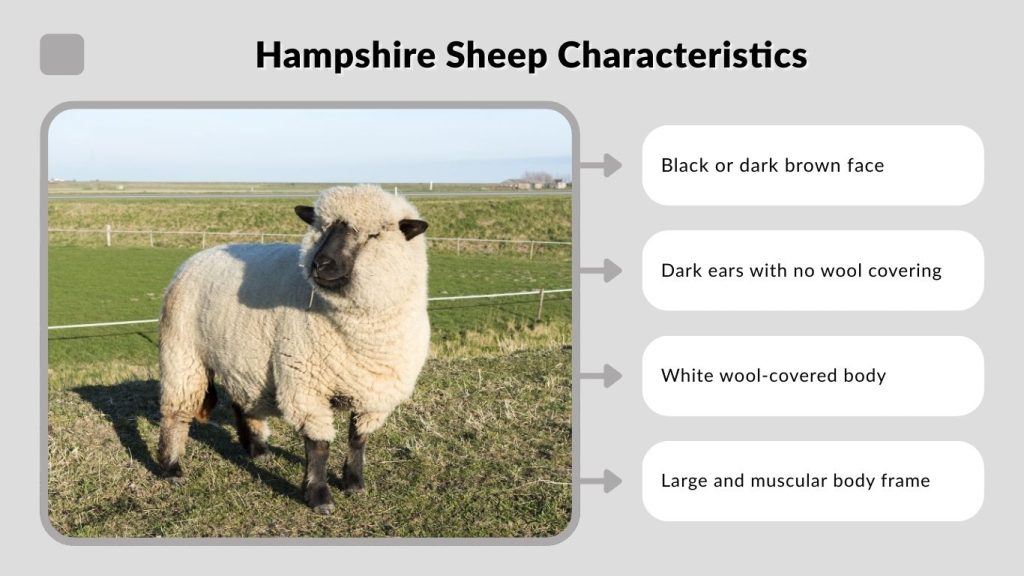 Hampshire Sheep Characteristics