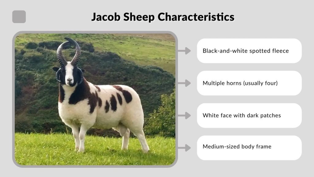 Jacob Sheep Characteristics