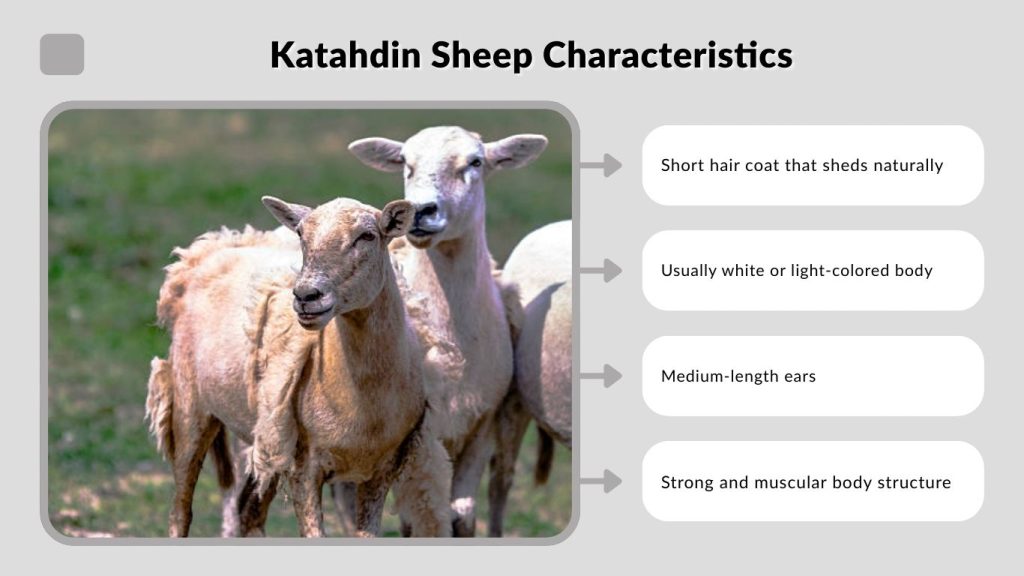 Katahdin Sheep Characteristics