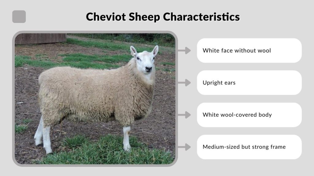 Cheviot Sheep Characteristics