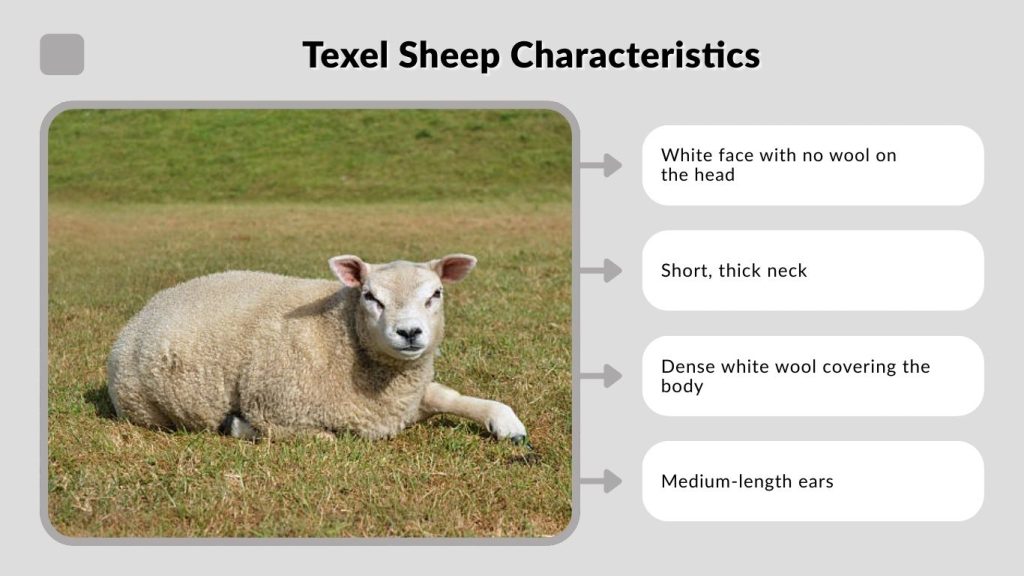 Texel Sheep Characteristics