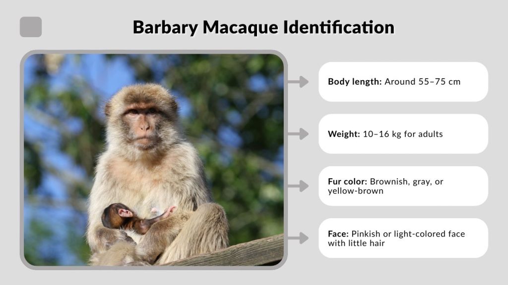 Barbary Macaque Identification