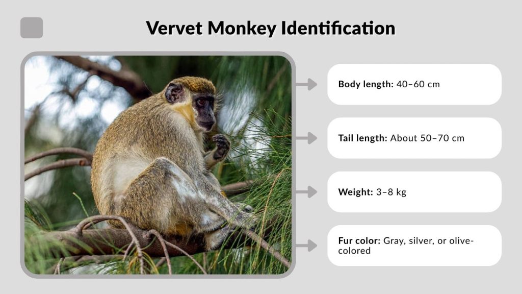 Vervet Monkey Identification