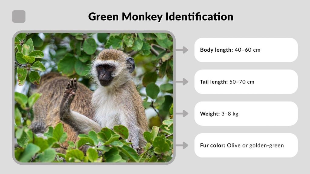 Green Monkey Identification