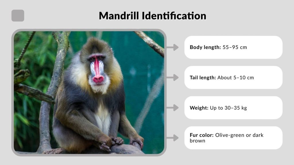 Mandrill Identification