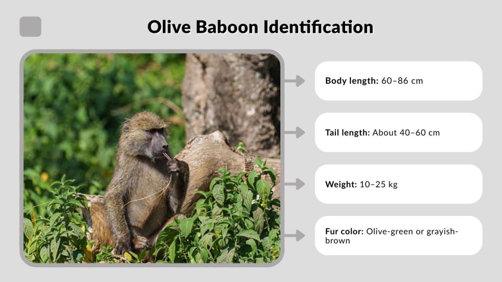 Olive Baboon Identification