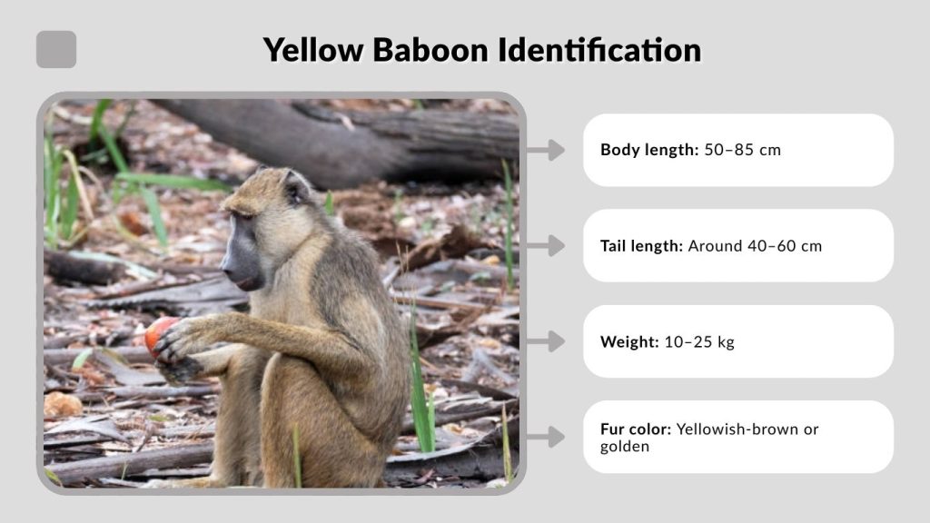 Yellow Baboon Identification