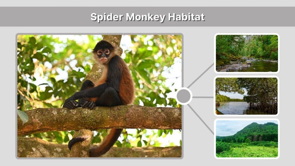 Spider Monkey Habitat