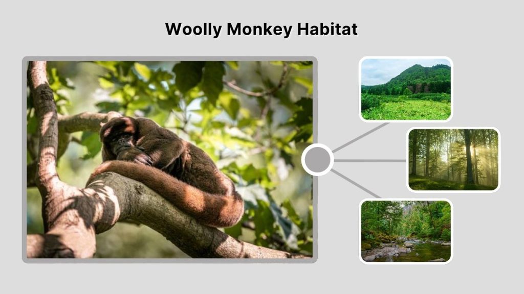 Woolly Monkey Habitat