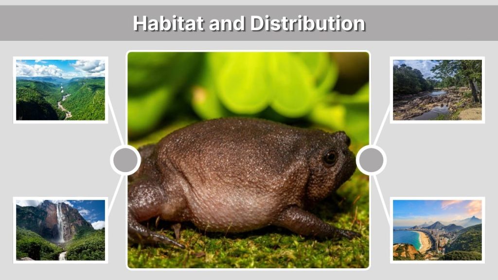 Habitat and Distribution