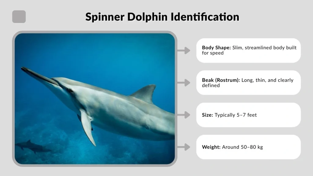 Spinner Dolphin Identification