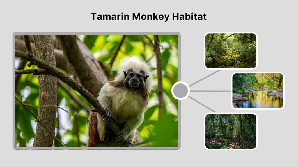Tamarin Monkey Habitat