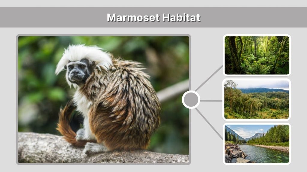 Marmoset Habitat