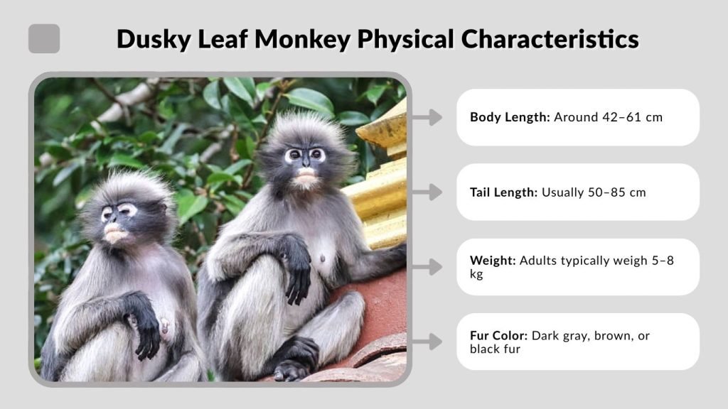 Dusky Leaf Monkey Physical Characteristics