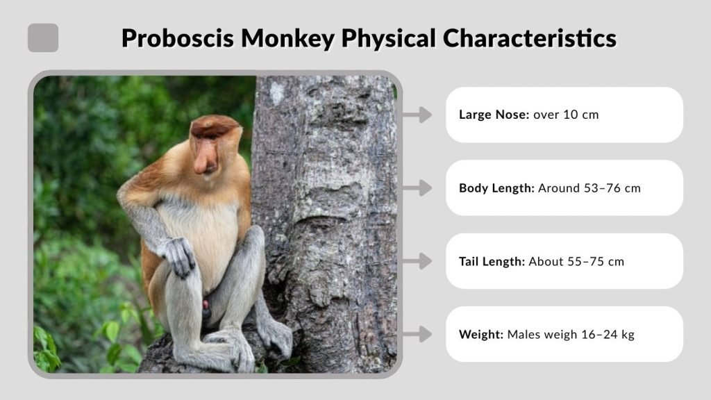 Proboscis Monkey Physical Characteristics