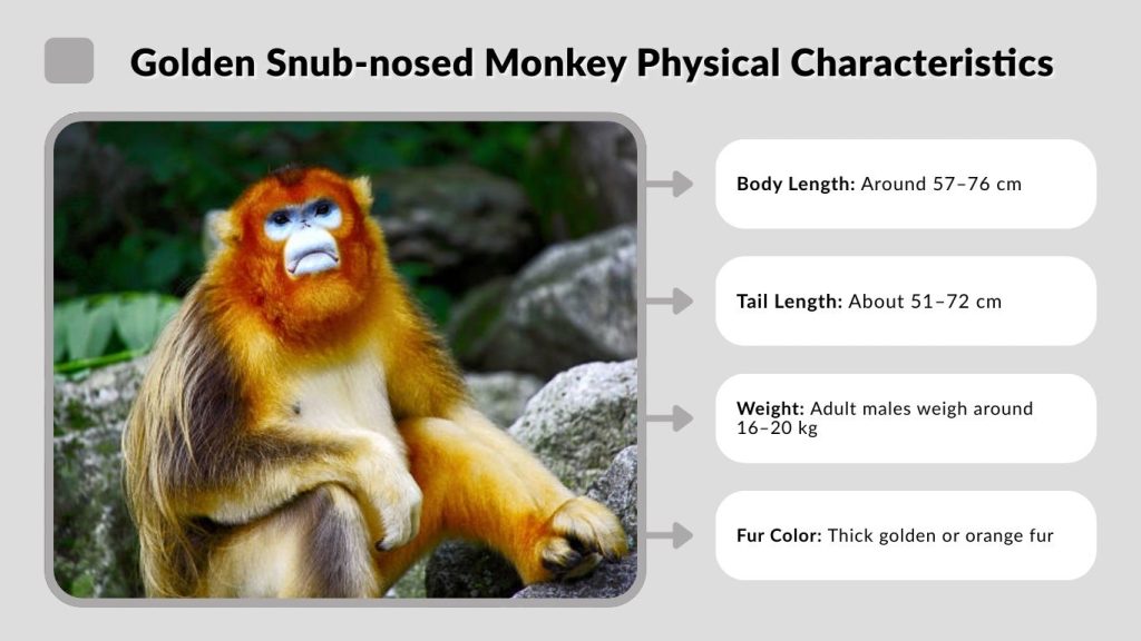 Golden Snub-nosed Monkey Physical Characteristics