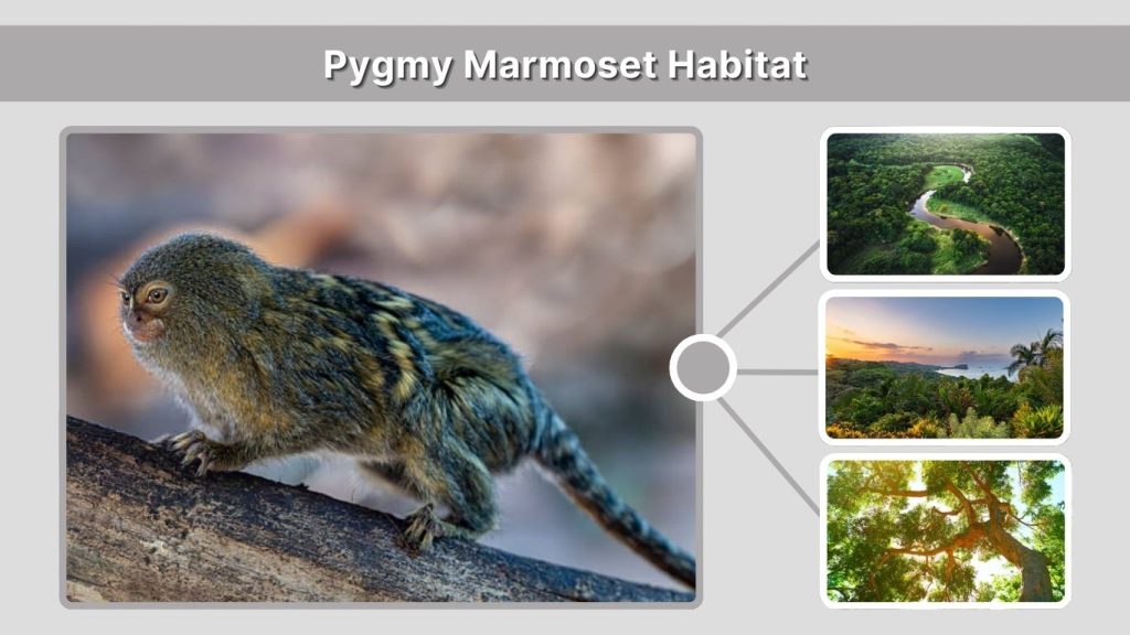 Pygmy Marmoset Habitat