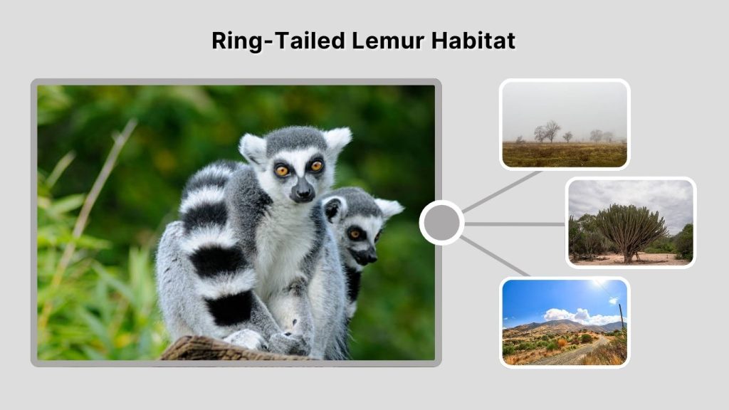 Ring-Tailed Lemur Habitat