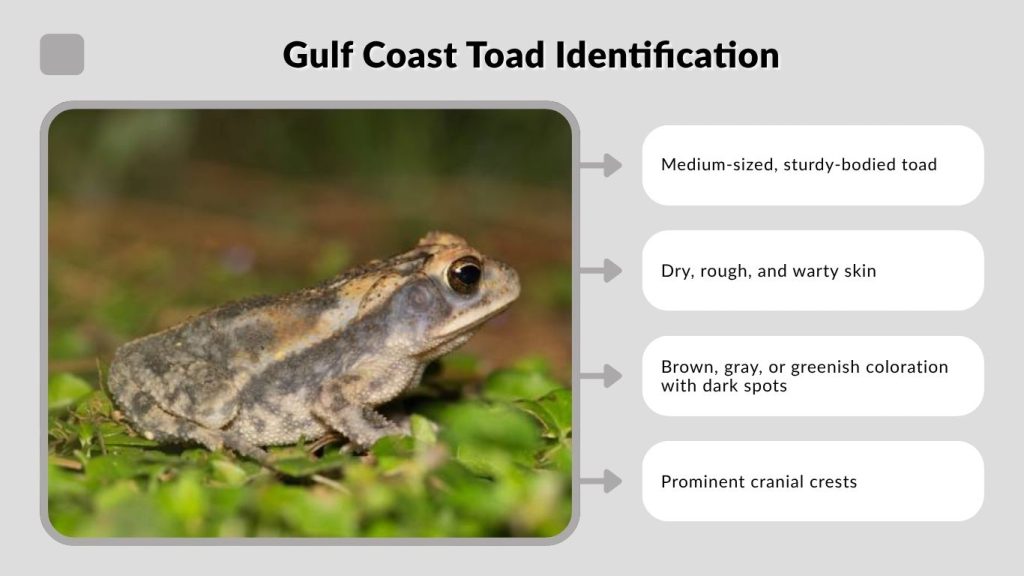 Gulf Coast Toad Identification