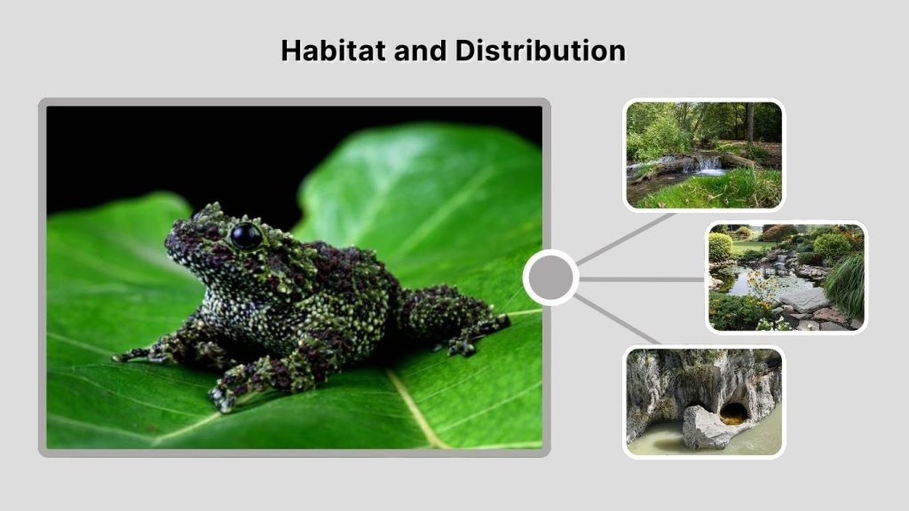 Habitat and Distribution