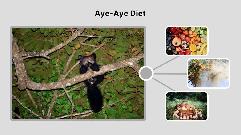 Aye-Aye Diet