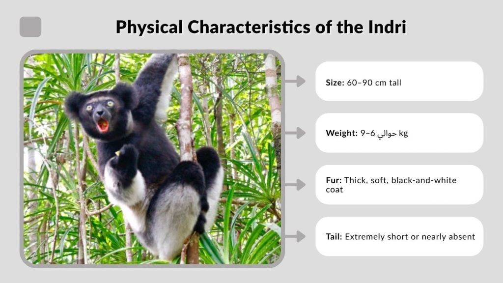 Physical Characteristics of the Indri