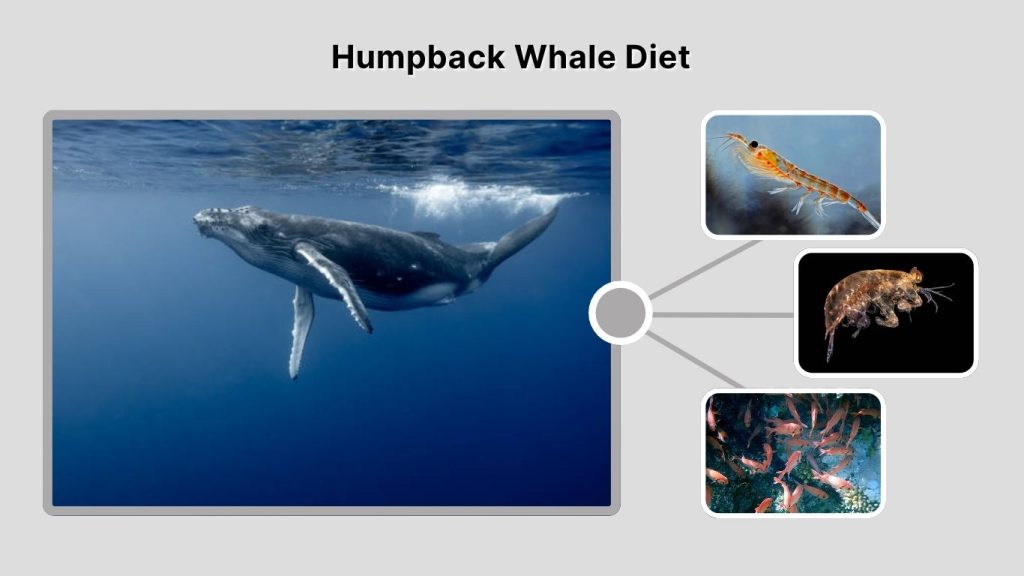 Humpback Whale Diet