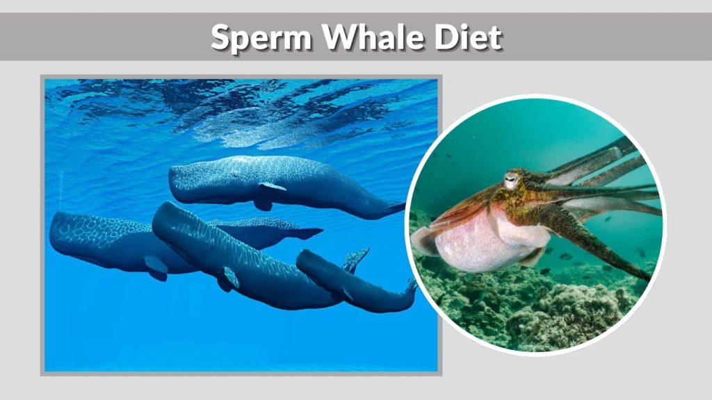 Sperm Whale Diet