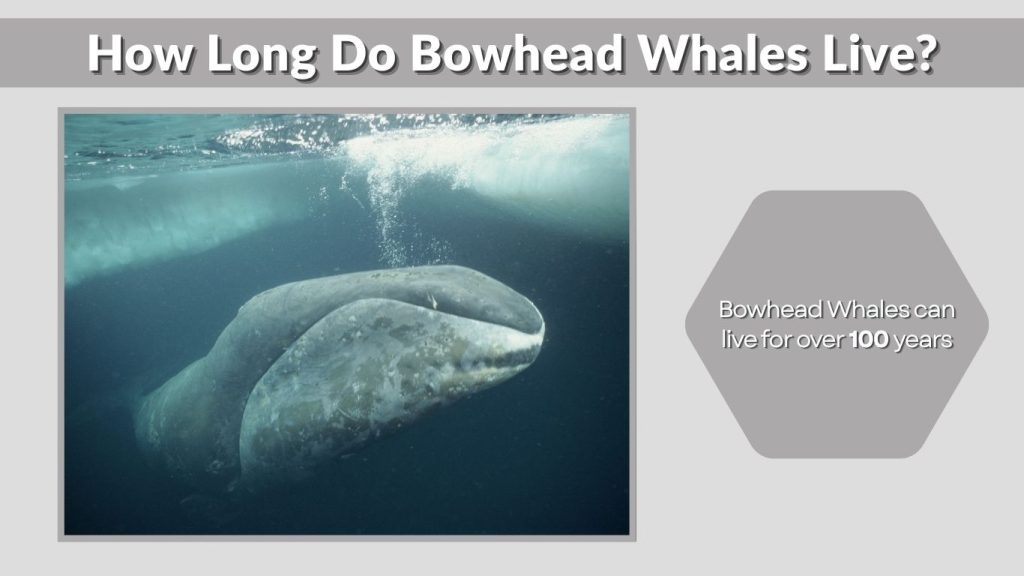 How Long Do Bowhead Whales Live?