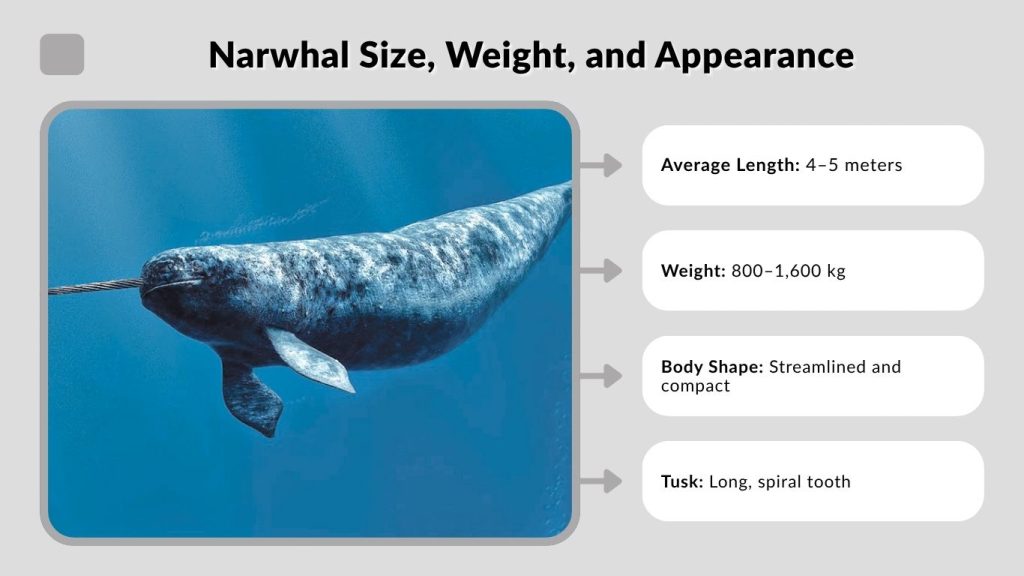 Narwhal Size, Weight, and Appearance