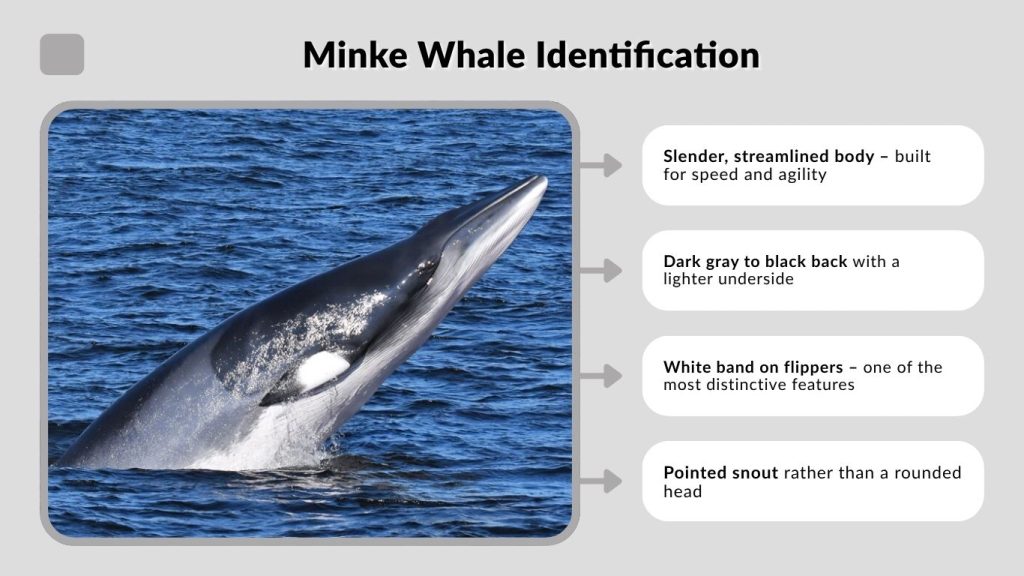 Minke Whale Identification