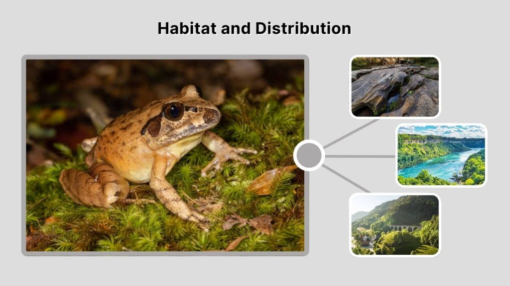 Habitat and Distribution