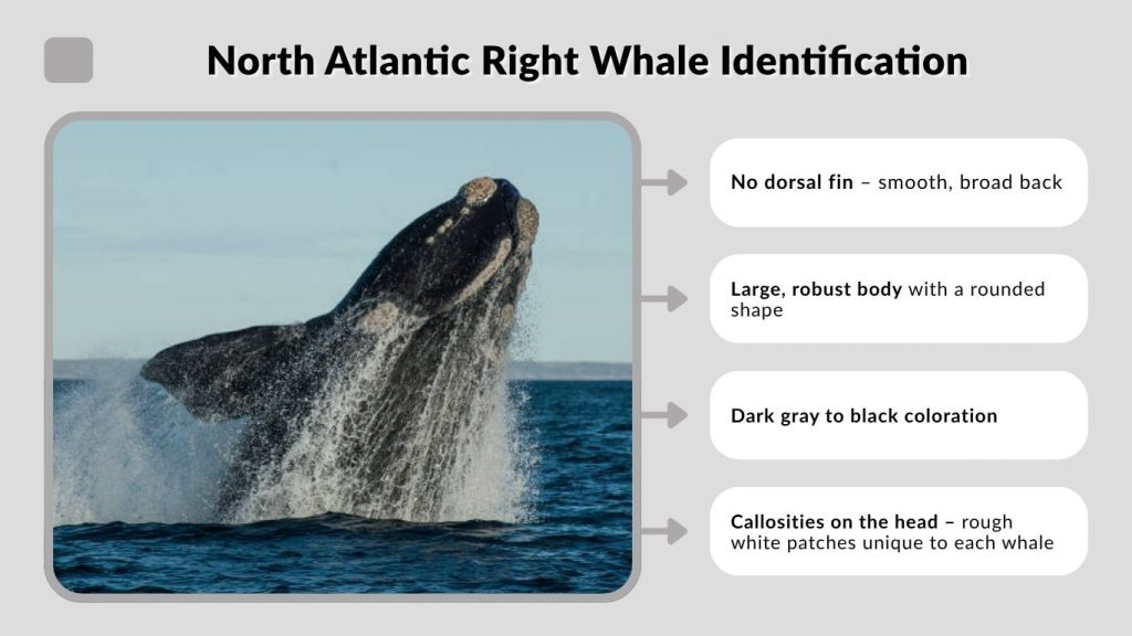 North Atlantic Right Whale Identification