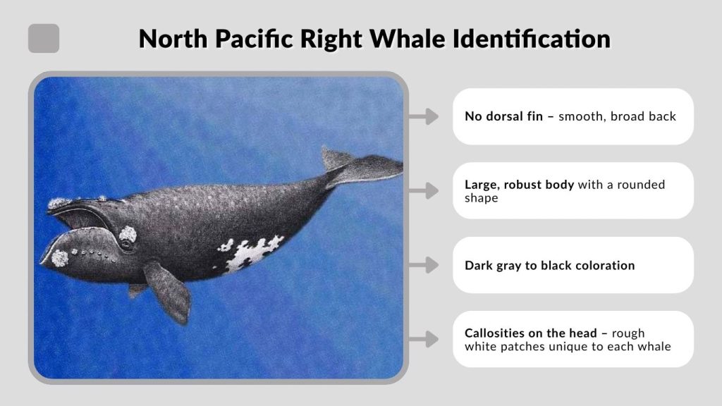 North Pacific Right Whale Identification