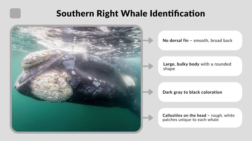 Southern Right Whale Identification