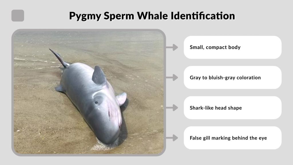 Pygmy Sperm Whale Identification