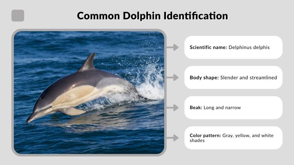 Common Dolphin Identification